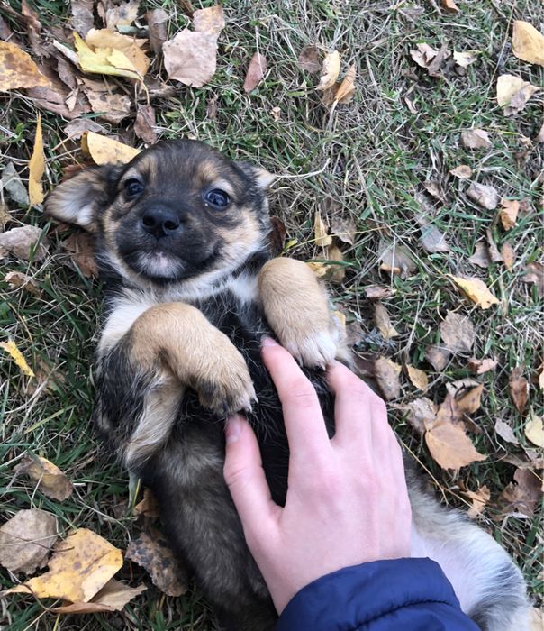 Цуценятка в добрі руки