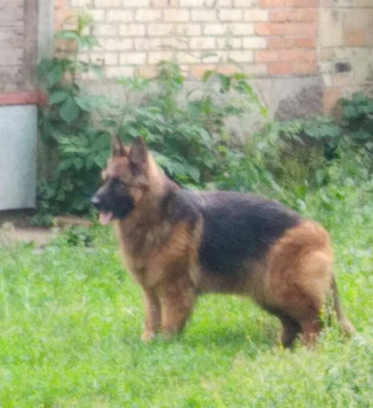 Sprzedam owczarka niemieckiego długowłosego