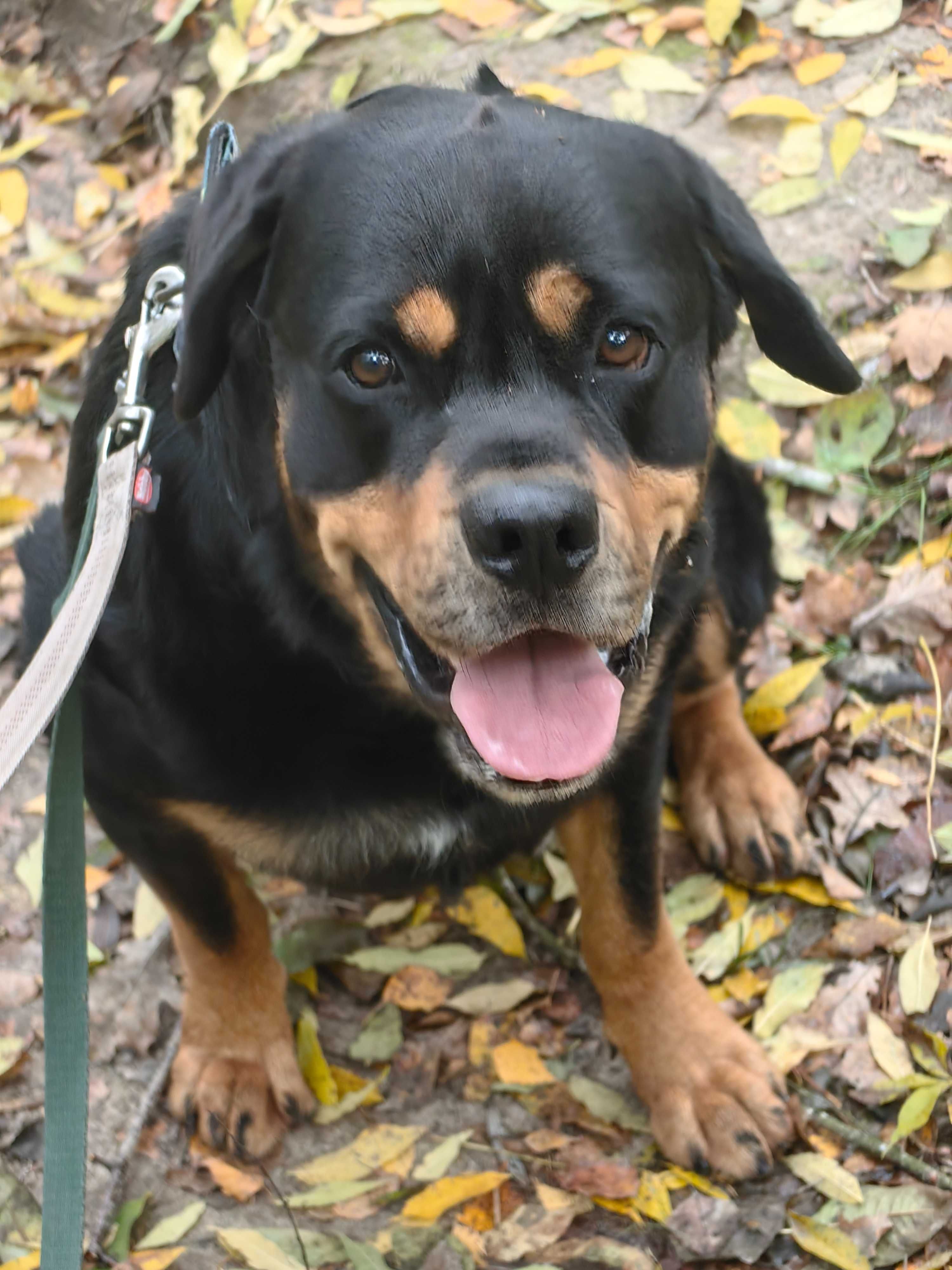 Pimpuś w typie Rottweilera