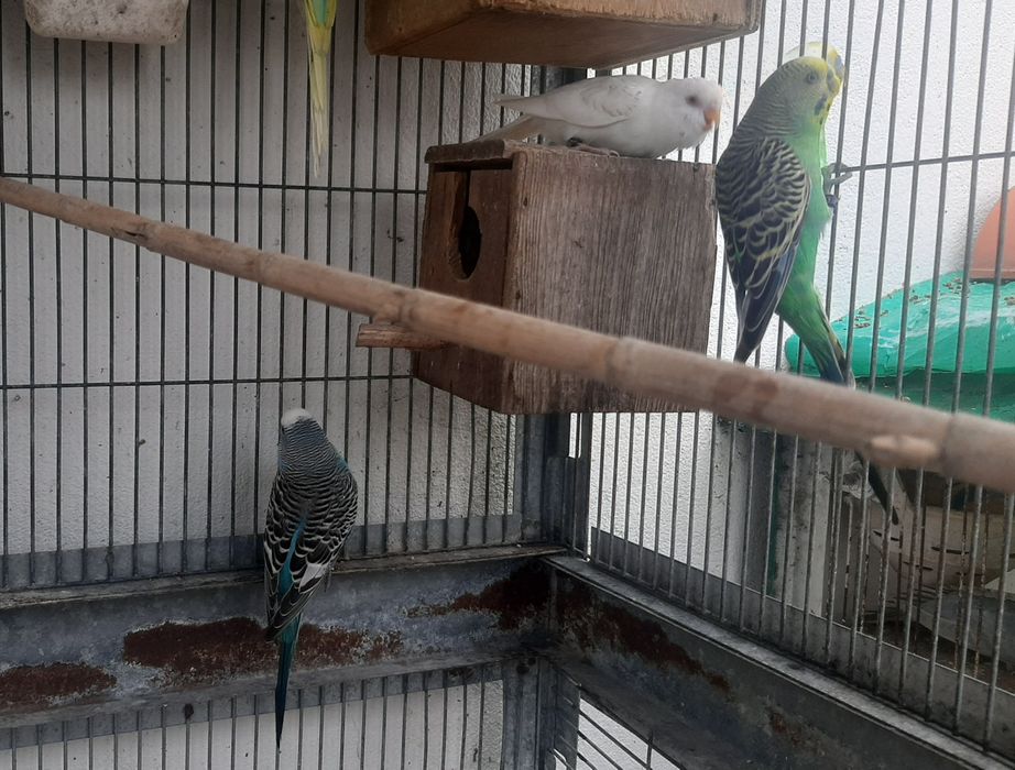 Vendo piriquitos anilhados