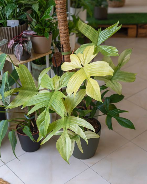 Plantas Interior (Monstera, Philodendron, ect)