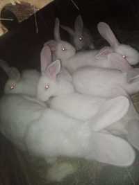 Młode króliki termodzkie