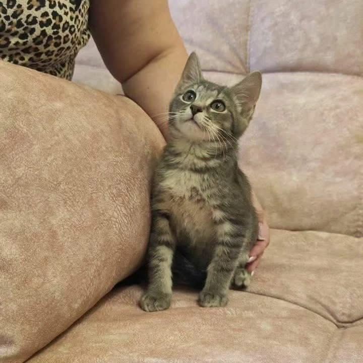 Тигровые котята бесплатно