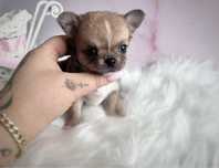 ***Malusia xxs dziewczynka chihuahua***