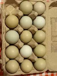 Jaja lęgowe kury green shell
