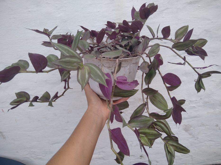 Комнатный цветок традесканция