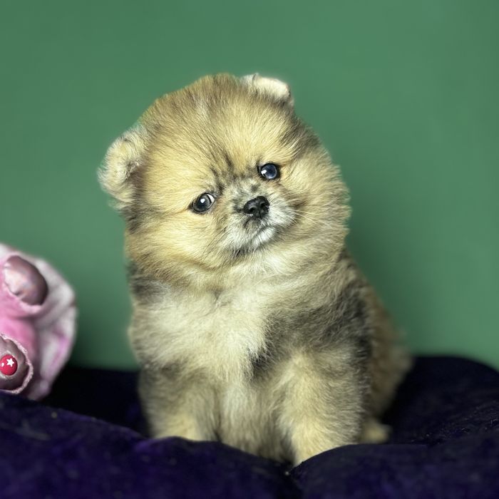 Дівчинка померанського шпіца