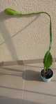 Epiphyllum.Epifilum, kaktus w lecie do ogrodu.