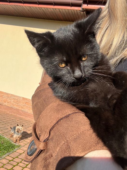 Oddam małego kota w dobre ręce