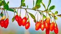 Plantas de goji berry