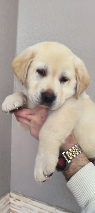 Элитные щенки Питомника Лабрадор Ретривер Документы ЧИП Паспорт Достав