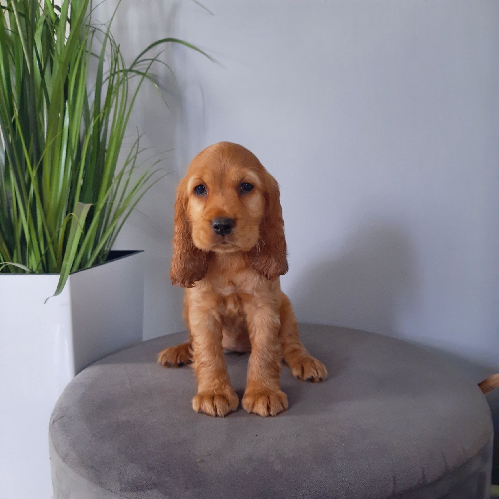 Cocker Spaniel Dziewczynka