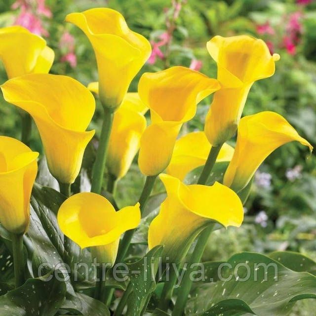 Цибулини жовтої калли