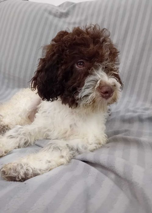 Cudny chłpczyk - Lagotto Romagnolo FCI ZKwP