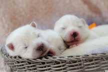 Samoyed FCI Suczka