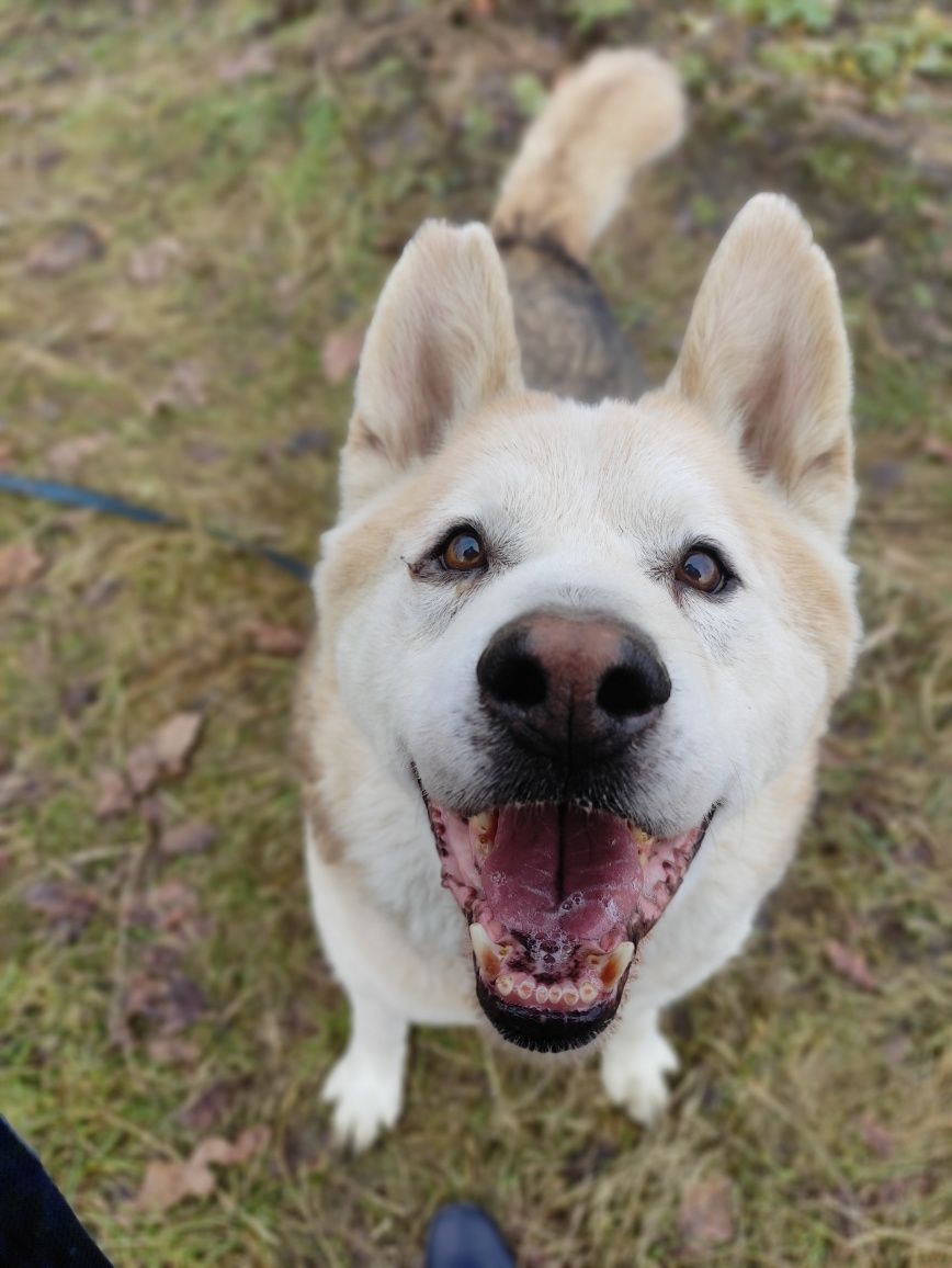 Bruno - do adopcji