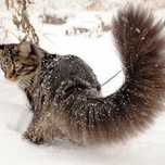 Найкращi кошенята Maine coon!