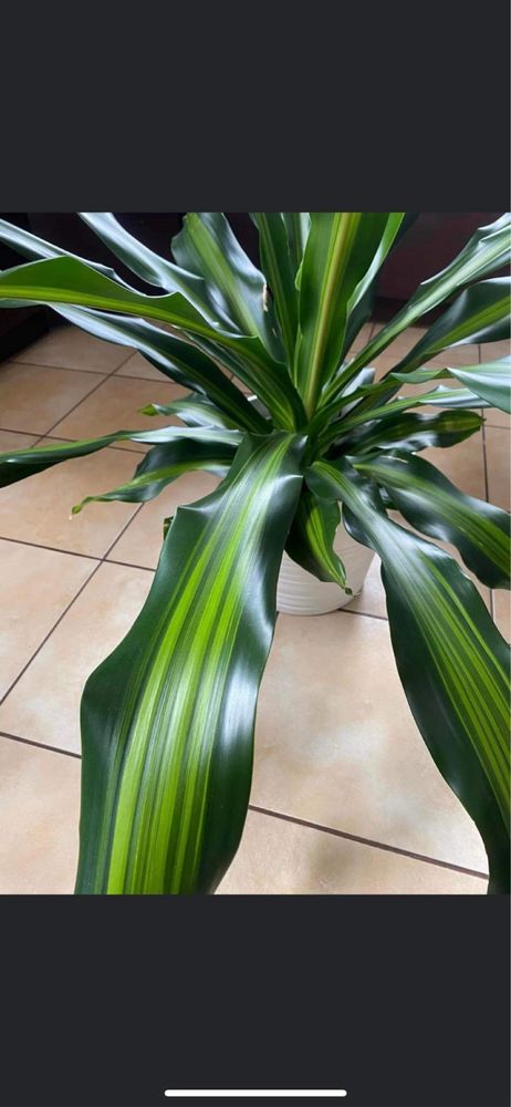 Dracena Burley (Bielsko-Biała)