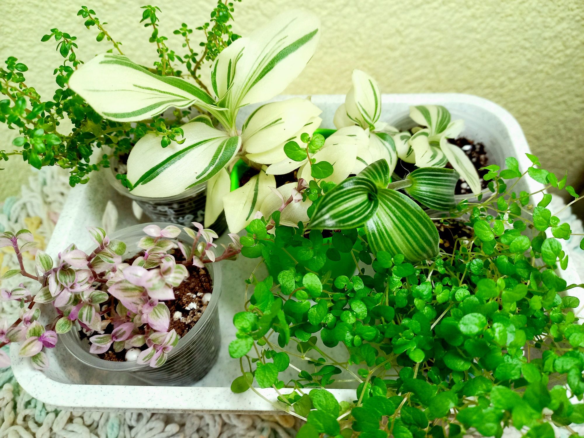 Продам набор из пяти  декоратавнолиственных интересных растений.