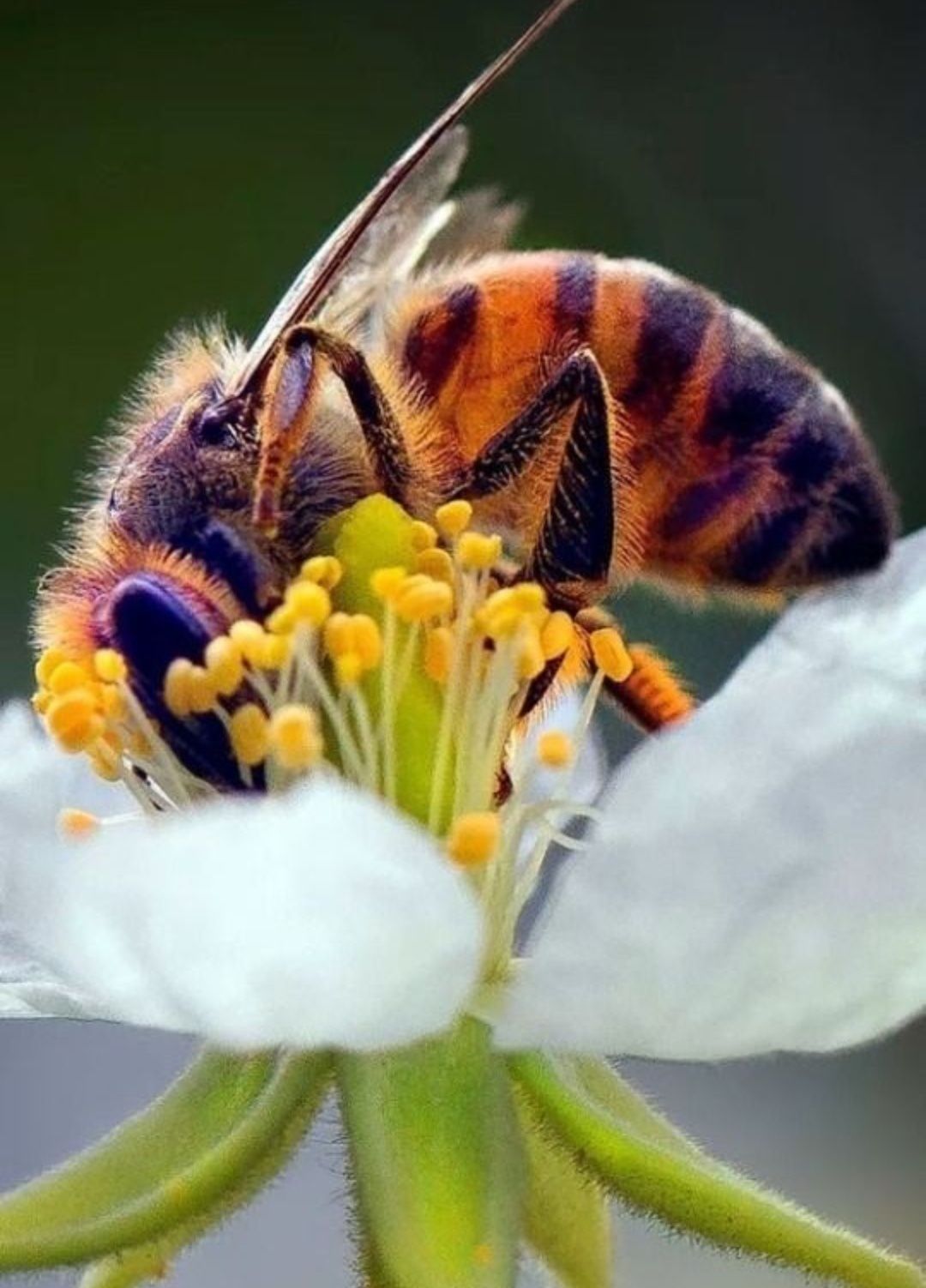 Бджолосім'ї (Карпатська порода)