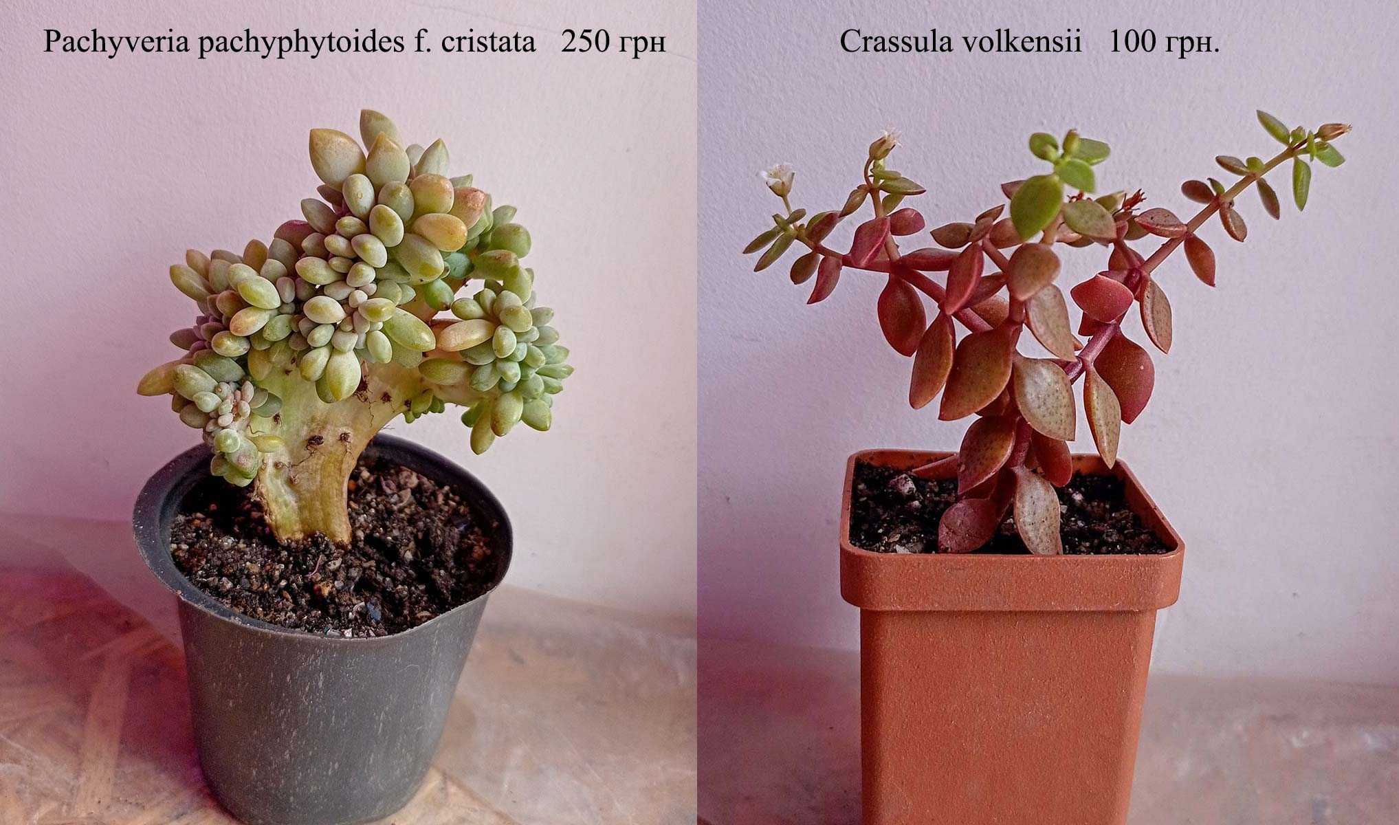 Бонсаи из суккулентов