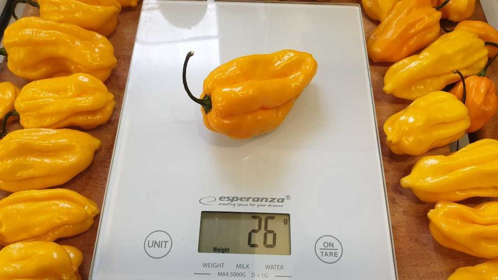 Продам насіння Habanero Yellow / Хабанеро Жовтий