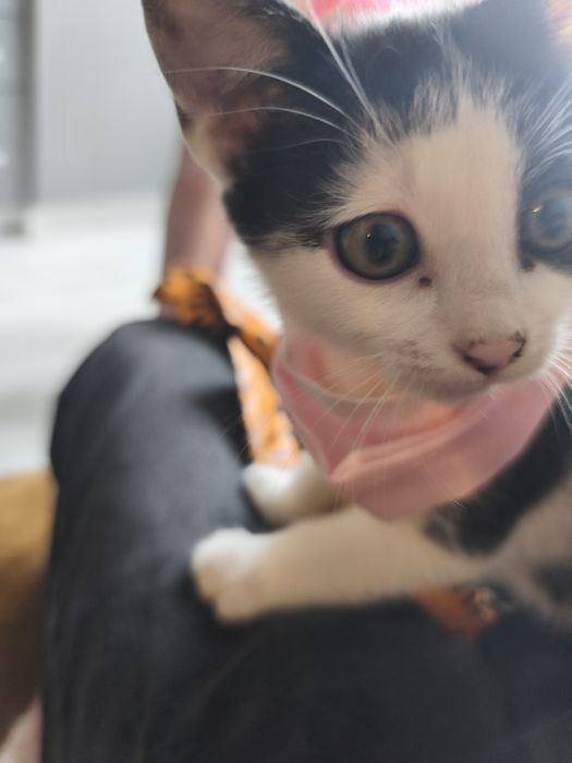 Zaginęła kotka biało czarna