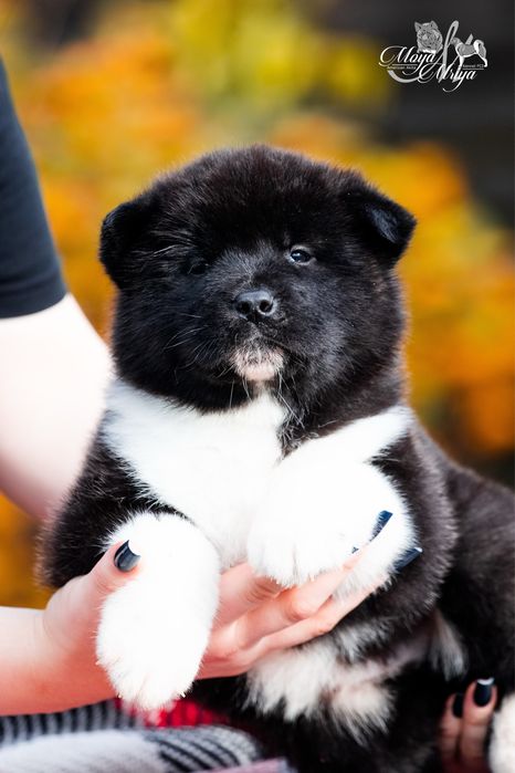 Американська акіта/ американская акита/ american akita