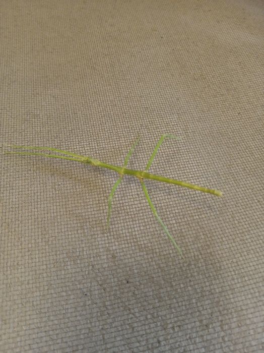 Палочники кращі улюбленці, яйця палочників!