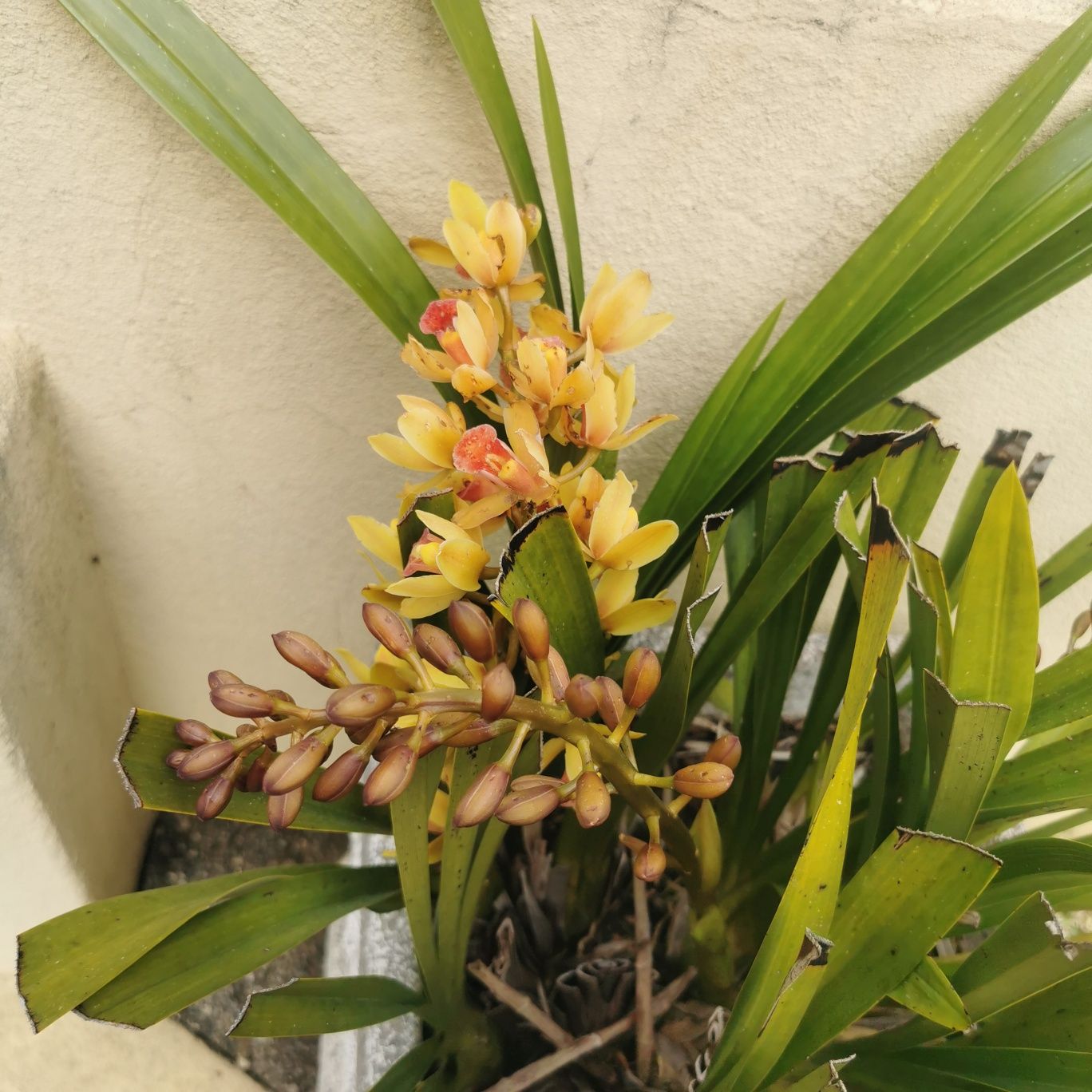 Orquídeas com vaso