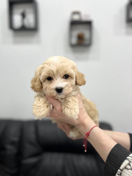 Мальтіпу F1 дівчата і хлопчик. Ціна реальна