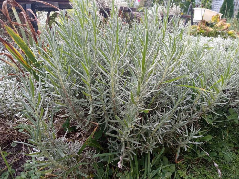 Саджанці Лаванди