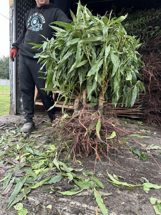Продам саджанці плодових дерев ОПТ