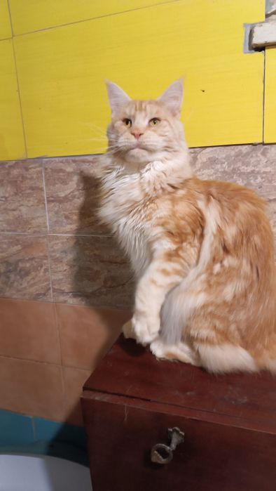 Шикарний кіт Мейн кун на вязку