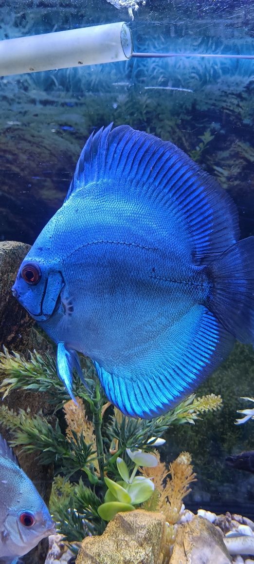 Peixe Discus Blue Diamond