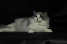 Kocurek Ragdoll 6,-letni