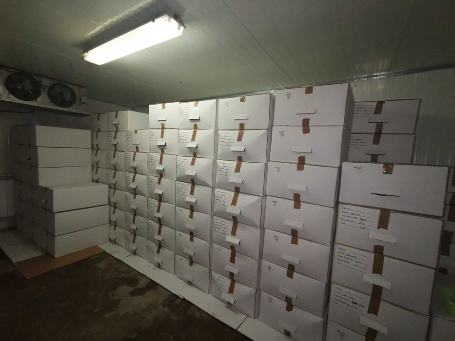 Videiras enxertadas (omega):196/17 e 1103-P