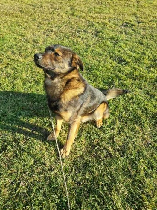 Znaleziono psa Niemysłów