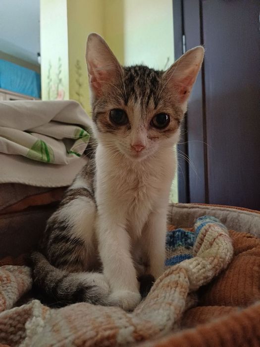 Кішечка-няшечка шукає дім для створення  сім’ї.