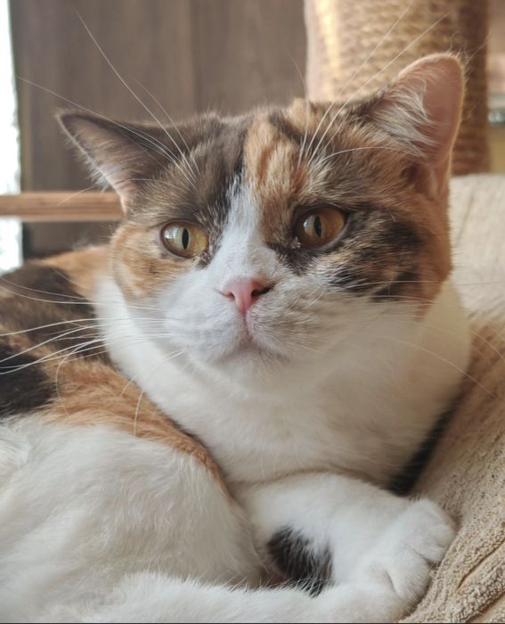 Brytyjski prześliczna kotka