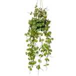Sztuczna ceropegia woodii, zwisająca, 50 cm, w doniczce
