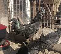 Ayam Cemani Kogut