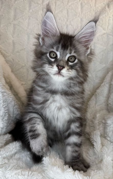 Kocurek Decoandcookoe *PL Maine Coon Felis/FiFe