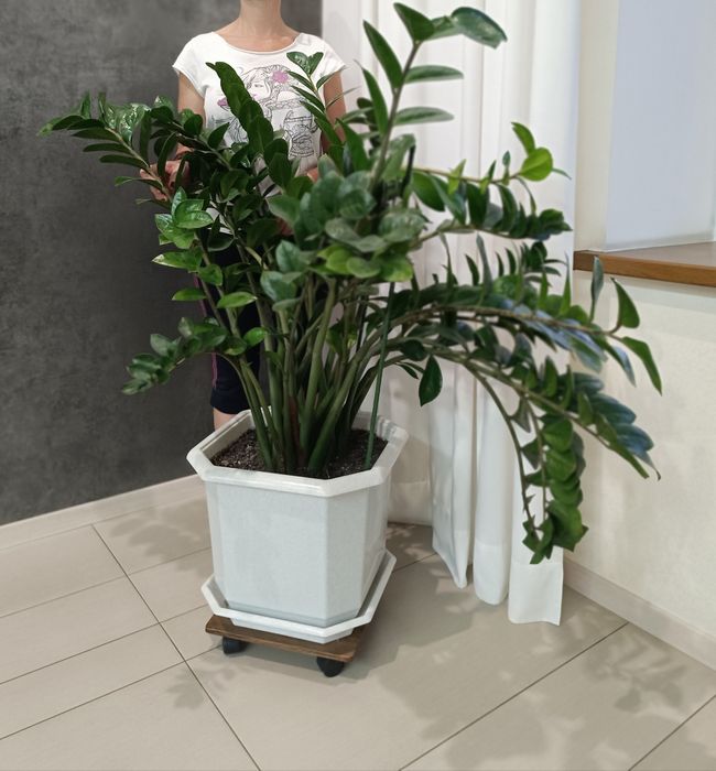 Замиокулькас (самовывоз)