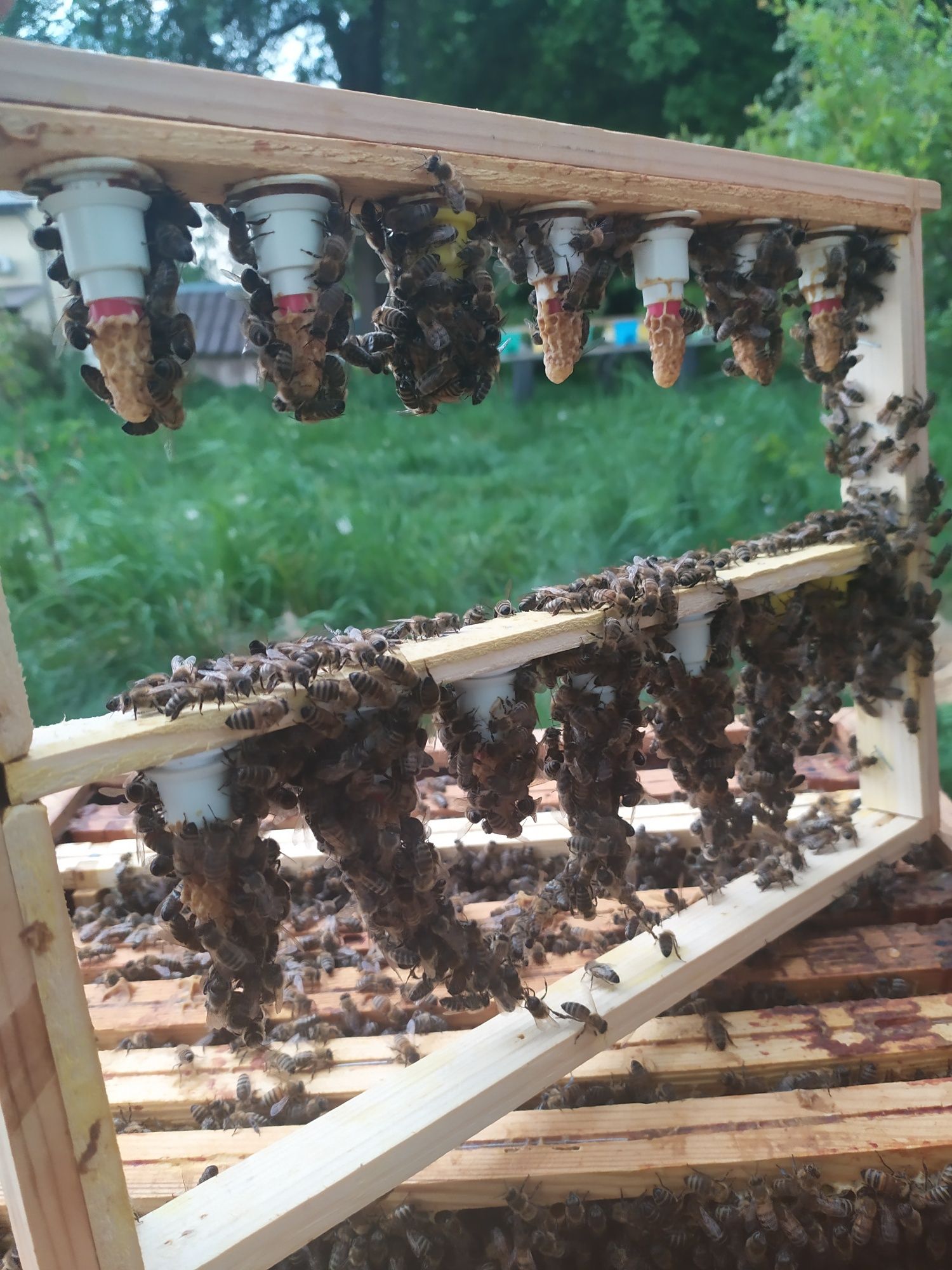 Matki pszczele unasienniona naturalnie  ze sprawdzonym czerwienieniem