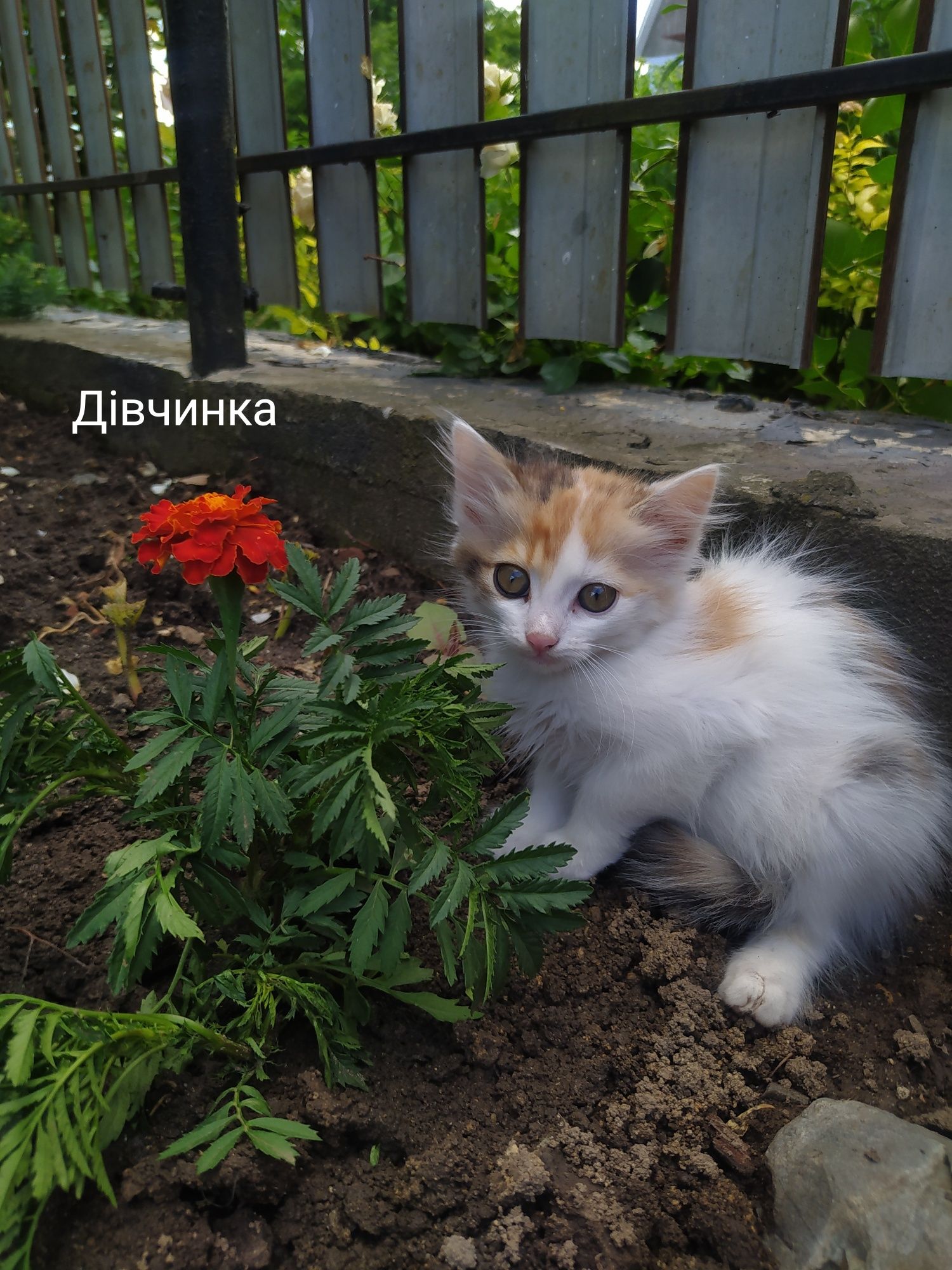 Віддам кошенят в добрі руки