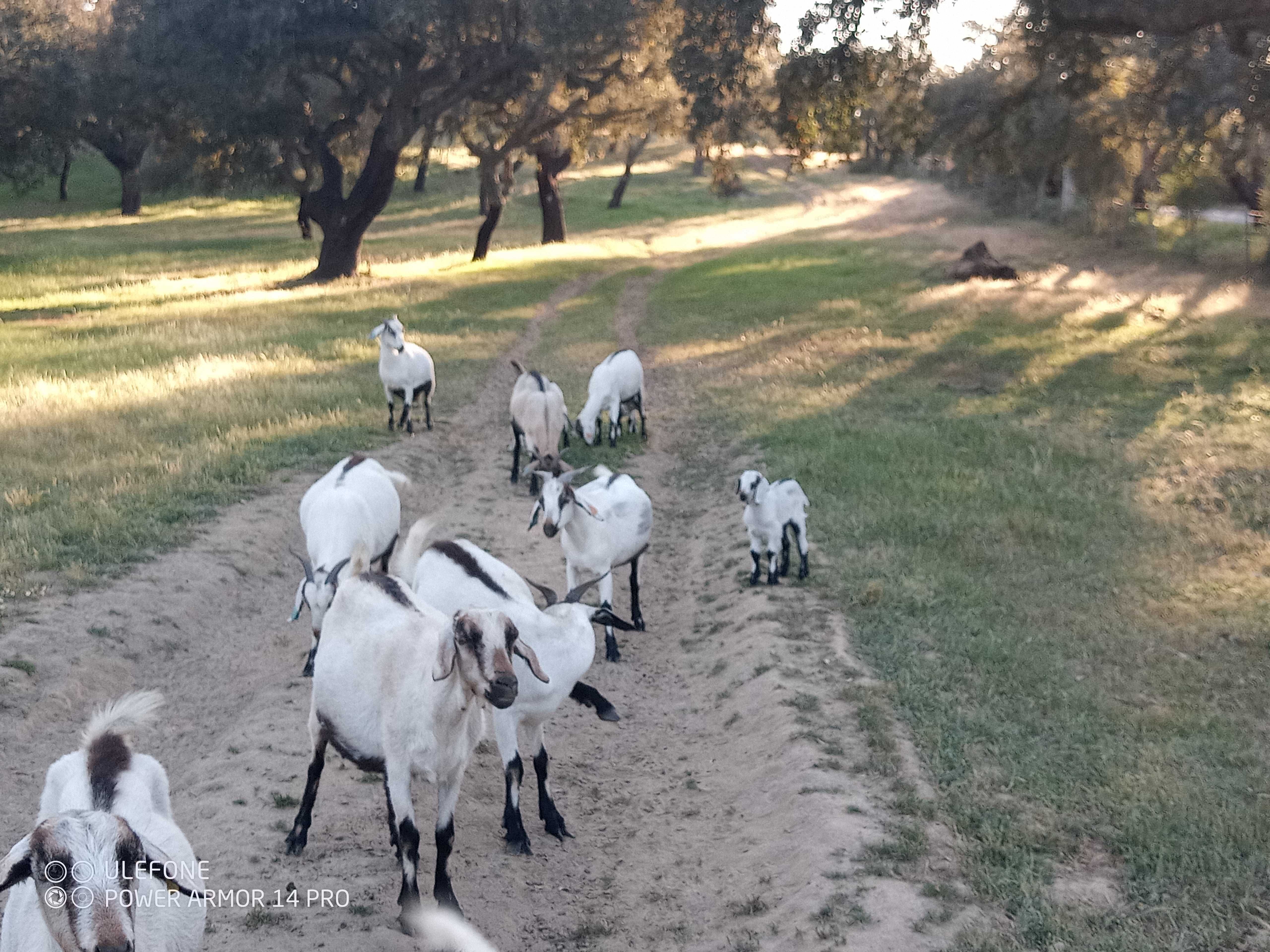 Cabras serpentinas puras