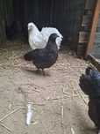 Kury i koguty australorp