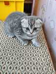 Шотландські висловухі кошенята