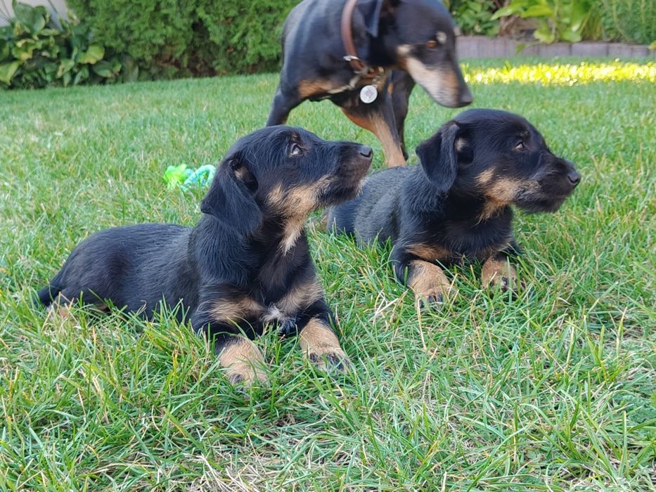 Pieski matka Jagdterrier